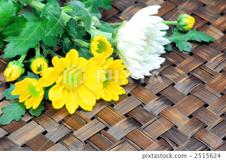 菊花 菊花 2515624