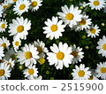 雛菊 花朵 花 2515900