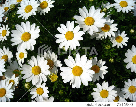 daisy, bloom, blossom 2515900