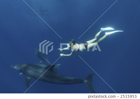 海豚游泳 東方寬吻海豚 海豚 2515953