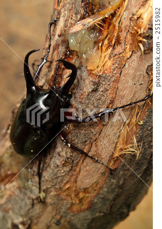 neptune giant beetle, rhinoceros beetle, bug 2515982