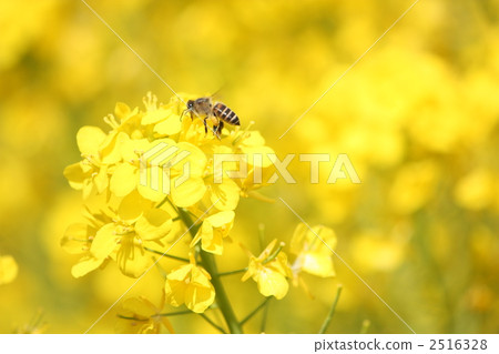 蜜蜂和強姦開花 2516328