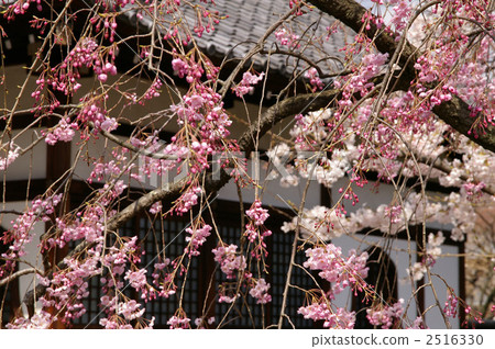 紅色落的典雅的蓮花寺廟櫻桃樹 2516330