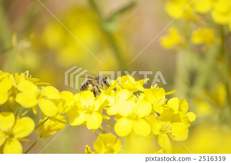 蜜蜂和強姦開花 蜜蜂和強姦開花 2516339