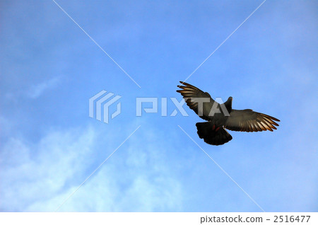 Flight 2516477