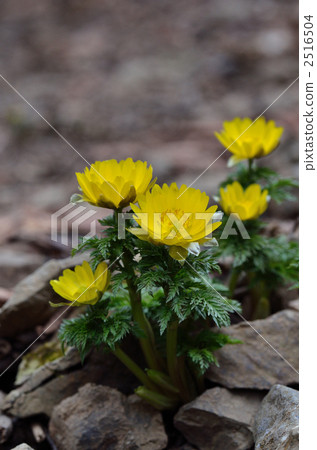 wild, wildness, adonis ramosa 2516504
