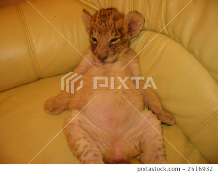 溫柔的心♪ 2516932