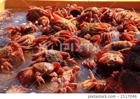  大閘蟹 2517046