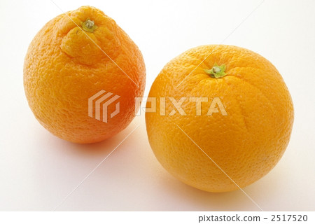 柑橘 2517520