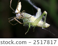 capture, seizure, spider 2517817