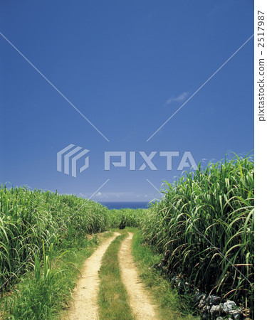 在毛伊島的甘蔗領域 在毛伊島的甘蔗領域 2517987