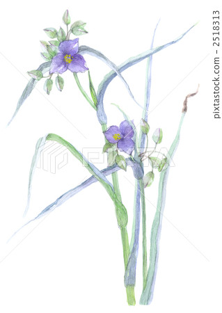 Purple soot 2518313