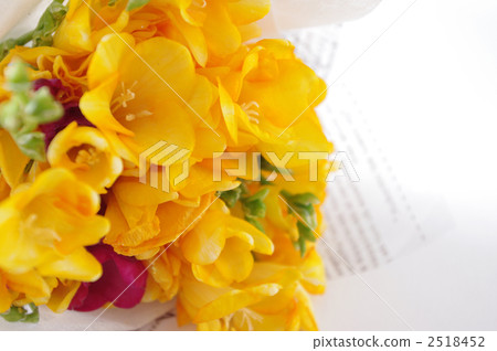 Freesia 2518452