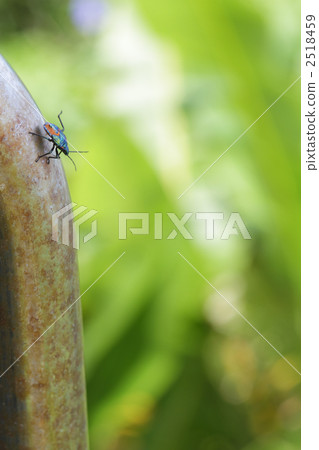 Amami's beautiful bug 2 2518459