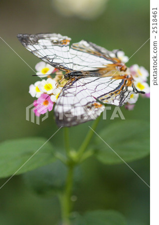 Ishigaya's portrait 2 2518461