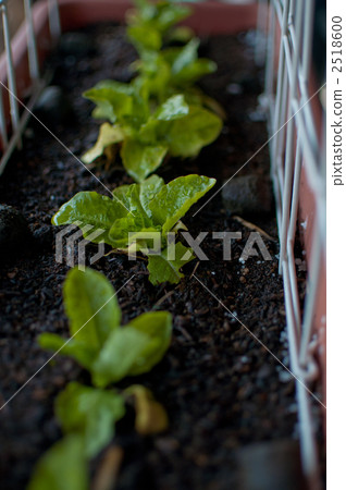 Home Garden Sanchu Home Garden Sanchu 2518600