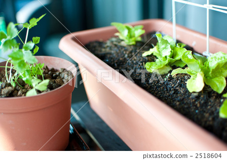 菜園蔬菜 2518604