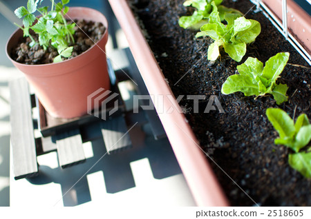 家庭花園 家庭花園 2518605