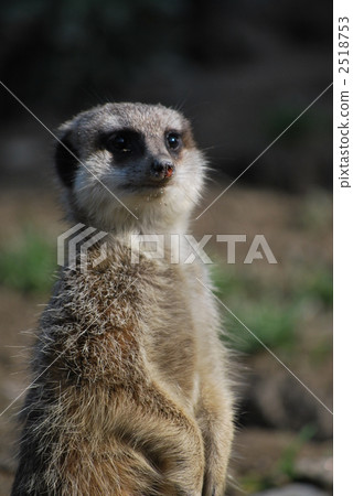 Miya Cat - Stock Photo [2518753] - PIXTA