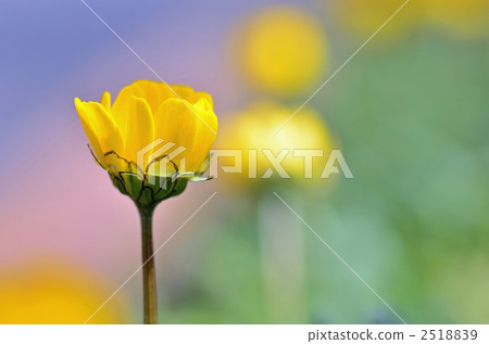 coleostephus myconis, chrysanthemum multicaule, flower 2518839