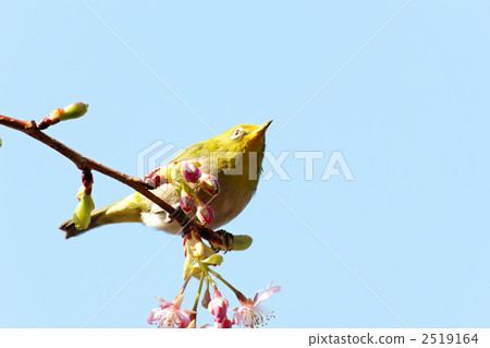 Kawazu cherry blossoms and mezzo early in the east garden's bloom Kawazu cherry blossoms and mezzo early in the east garden's bloom 2519164