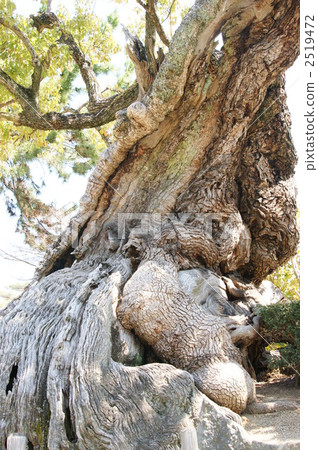 800年Kusunoki 800年Kusunoki 2519472