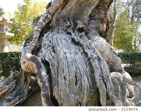 Kusunoki no yu 2519474