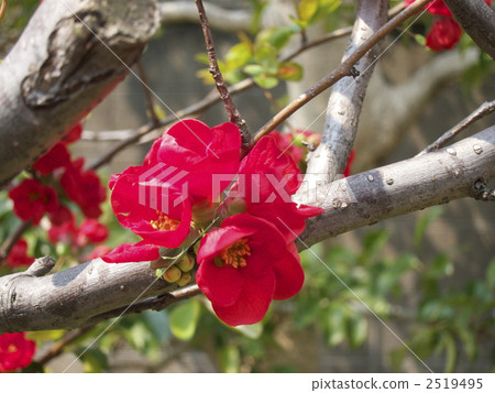 花弄皺了 花弄皺了 2519495