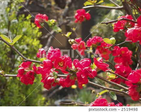 花弄皺了 2519498