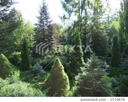 一個manabe花園森林 2519676