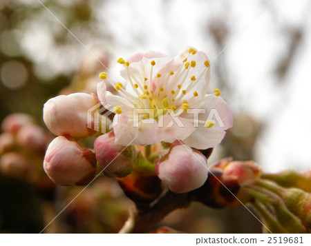 櫻桃 花瓣 蓓蕾 2519681