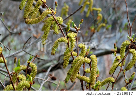 大林渦輪增壓器布西 2519917