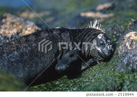 海鬣蜥 鬣蜥蜴 加拉帕戈斯群島 2519944
