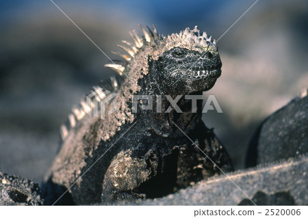 海鬣蜥 鬣蜥蜴 一隻小動物 2520006