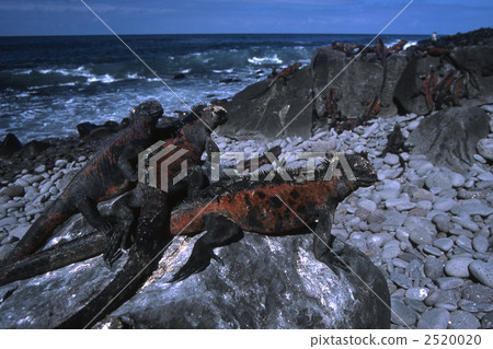 鬣蜥蜴 海鬣蜥 加拉帕戈斯群島 2520020
