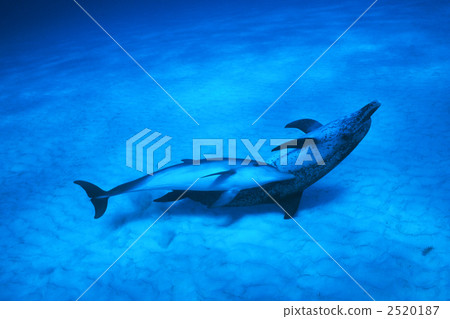 atlantic spotted dolphin, dolphin, dolphins 2520187
