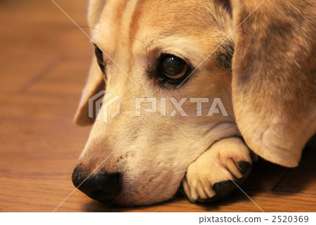 Beagle dog's face 2520369