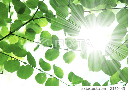新鮮的綠色和陽光 新鮮的綠色和陽光 2520445