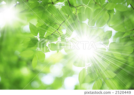 新鮮的綠色和陽光 2520449