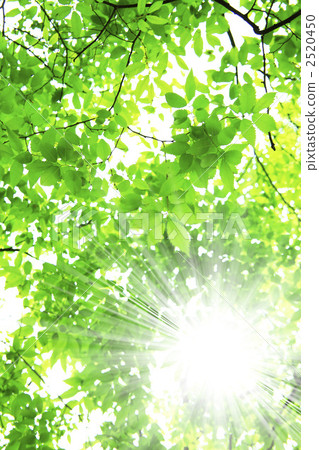 新鮮的綠色和陽光 2520450