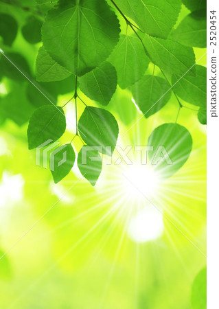 新鮮的綠色和陽光 新鮮的綠色和陽光 2520454