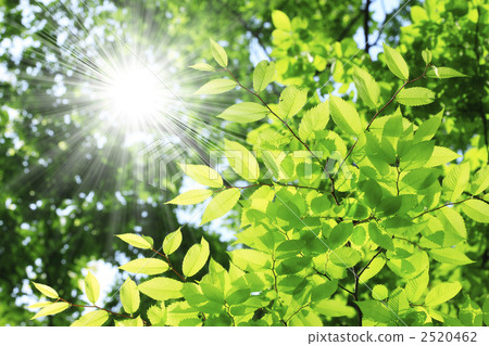 新鮮的綠色和陽光 2520462