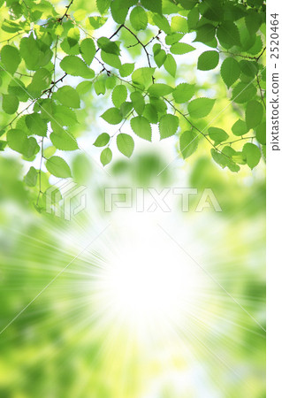 新鮮的綠色和陽光 新鮮的綠色和陽光 2520464