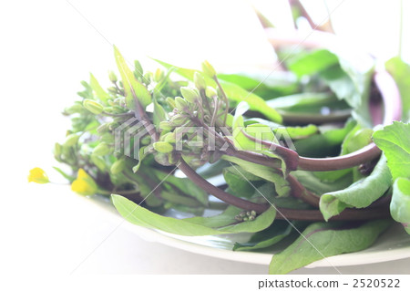 紅辣椒 紅辣椒 2520522