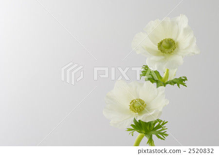 Anemones 2520832