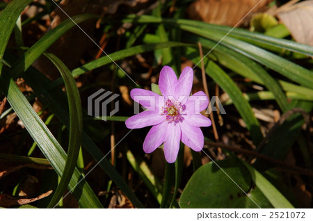 hepatica, botanic, botanical 2521072