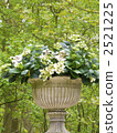 Hydrangea gardening horticultural forest 2521225