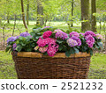 Hydrangea gardening flower basket forest 2521232