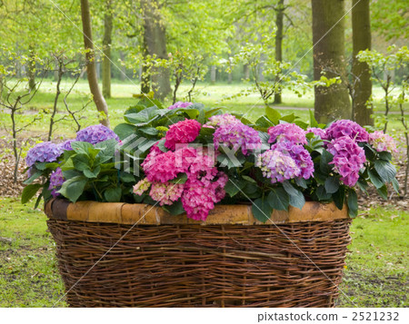 Hydrangea gardening flower basket forest 2521232