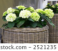 Hydrangea gardening flower basket 2521235